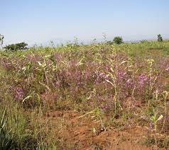 Image result for Striga gesnerioides