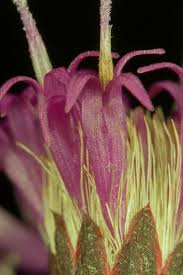 Image result for Vernonia smithiana