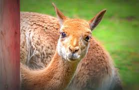 Vicuñas are relatives of the llama, and are now believed to be the wild ancestor of domesticated alpacas, which are raised for their coats. Vicuna Description Habitat Image Diet And Interesting Facts
