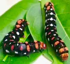 Black And White Striped Caterpillar With Orange Dots Insect Identification