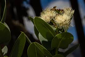 Image result for Syzygium cordatum