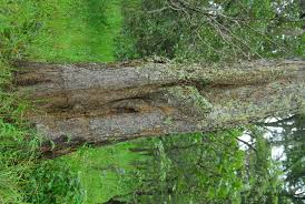 Image result for Marquesia