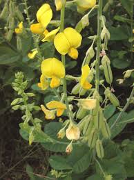 Image result for Crotalaria reptans