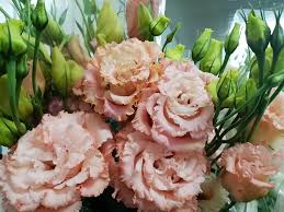 Lisianthus Peach Lisianthus Flowers Wedding Bouquets