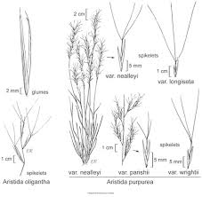 Image result for Melinis longiseta