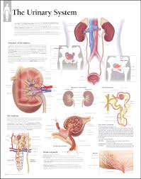 The Urinary System Laminated Scientific Publishing