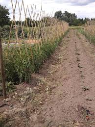 Pomme de terre douce plantation. La Culture Des Patates Douces Par Le Bio Popo Au Jardin Forum De Jardinage