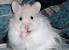 Long Haired Teddy Bear Hamster