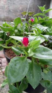 Untuk itu, kamu harus memilih tanaman yang tepat untuk dekorasi yang satu ini. 2 Koleksi Tanaman Hias Gantung Baru Noname