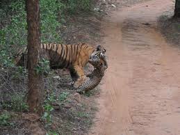 Download now taman safari bangun kandang penangkaran elang jawa. Pertarungan Seru Harimau Versus Macan Tutul Siapa Yang Menang Citizen6 Liputan6 Com