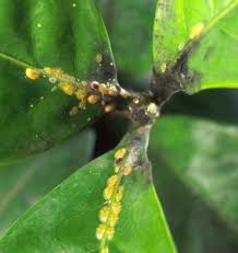 Scale insects like mealybugs are leaves are gnarled, twisted, curled and stunted. Scale Insects Wisconsin Horticulture