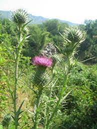 Pin On Medicinal Plants And Their Uses