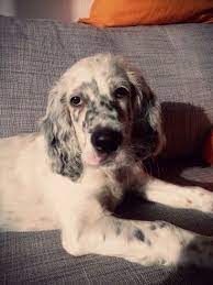Trend Already 10 Weeks Old English Setter Puppy English Setter Puppies English Setter Dogs English Setter