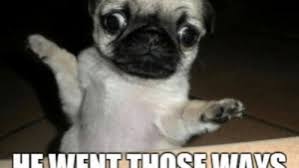 23 hilarious and funniest dog memes clean lol. Top Clean Animal Memes Youtube Meme On Me Me