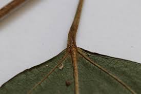 Image result for Tannodia swynnertonii