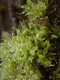 Image result for Blotiella currorii