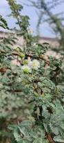 Image result for Acacia gerrardii