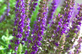 Image result for Sabicea orientalis