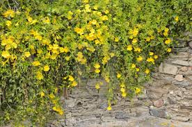 Image result for Dolichandra unguis-cati