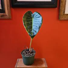 Image result for Remusatia