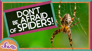 spider facts and information for children spiders for kids