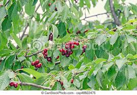 The tree is a hardwood and the lineal taxonomy is magnoliopsida > rosales > rosaceae > prunus serotina ehrh. Dark Red Cherries Fruits Tree Cherry With Green Leaves And Branches Close Up Canstock