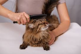 Causes of hair loss in cats your cat may start losing hair for a wide variety of reasons, including flea infestation, allergies, skin infections, and more. How Fast Does Cat Hair Grow