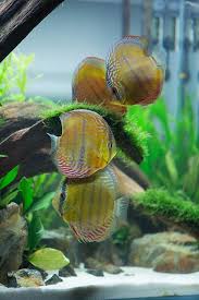 Planted Community Discus Tank Flickr Photo Sharing Discus Tank Tropical Freshwater Fish Discus Fish