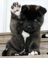 cute brown color akita puppies thedogpuppies com thedogpuppies com akita puppies baby animals akita dog
