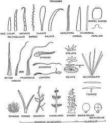 Image result for Combretum padoides