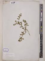 Image result for Sphaeranthus gazaensis