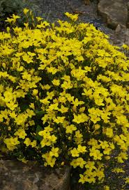 Image result for Linum