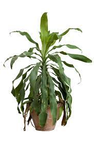 But, the most common types are similar to the ones below. Corn Plant Houseplant Top Facts Tips
