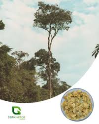 Image result for Balfourodendron