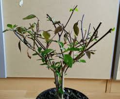 The size of the plant and the pods, very nice looks, fast growth and toughness of the plant. Chili Farmer 2014