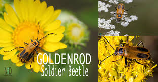 Maybe you would like to learn more about one of these? Goldenrod Soldier Beetle Nikki Lynn Design