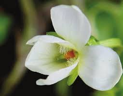 Bulletin of the UCSC Arobretum, Spring 2009