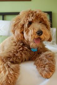Goldendoodle acres has an experienced breeding team, who are passionate about raising quality tested doodles; Trained Goldendoodle Puppies Liberty Pines Doodles