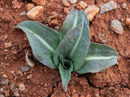 Image result for Pseudopodospermum hispanicum