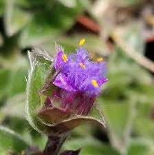 Image result for Cyanotis