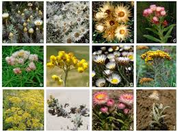 Image result for Helichrysum quartinianum