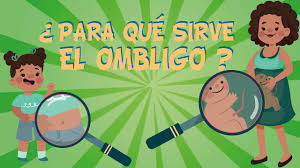 Por Que Tenemos Ombligo Para Que Sirve Videos Educativos Para Ninos Youtube