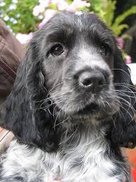 Black And Tan Cocker Spaniel For Sale Near Me English Cocker Spaniel Puppies Cocker Spaniel Puppies Dogs