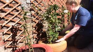 Iceni is an ipswich charity that specialises in supporting children and parents in suffolk who have been affected by addiction and domestic abuse. Teenagers Transform Garden For Children At Iceni Ipswich Ipswich Star