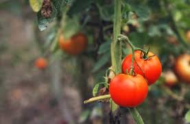 Common Tomato Plant Diseases