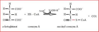 Coenzym a (коэнзим а) d6. Citronsyracykeln Enzymsidan