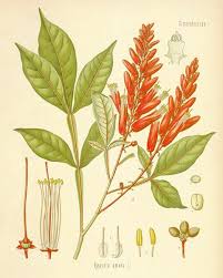 Image result for Quassia undulata