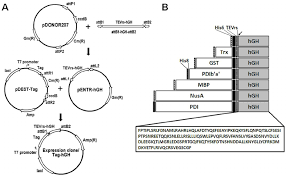 Each ingredient inside of hypergh 14x is a known precursor to hgh production. Schematic Representation Of Domain Structure And Generation Of The Download Scientific Diagram