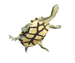 Mulligans Flat Woodland Sanctuary