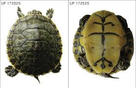 Image result for Pseudeminia comosa